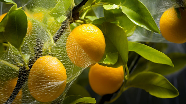 Battling Citrus Greening Disease: Prevention, Symptoms, and Treatment