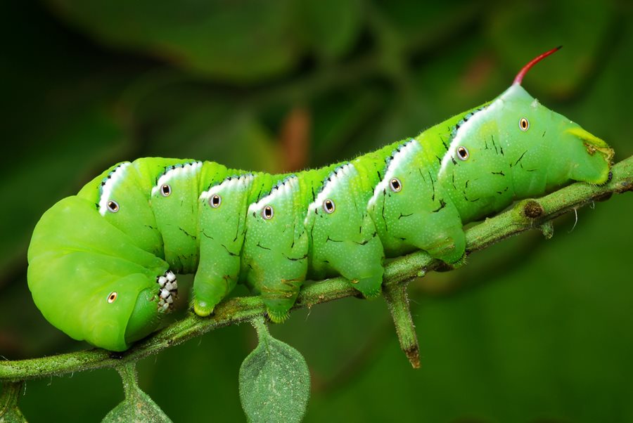 tobacco hornworm prevention How to Get Rid of Tomato Hornworms Naturally: 6 Ways to Save Your Tomato Plants Hornworms: How To Prevent and