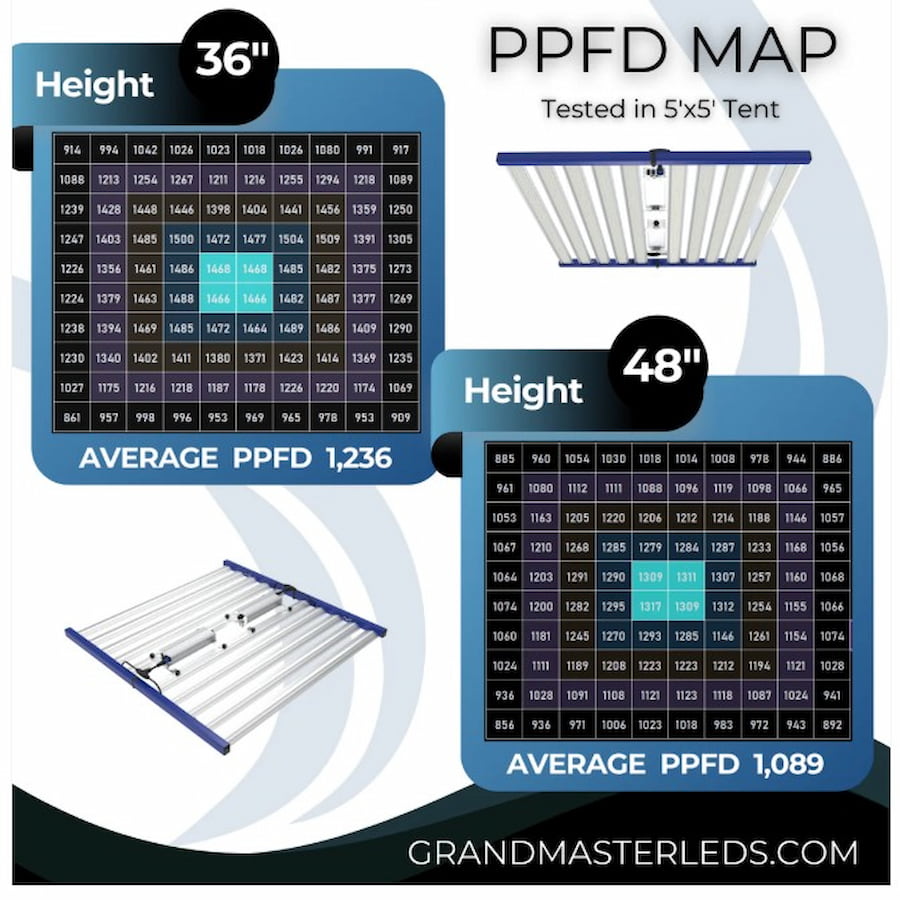 GML Tarantula Explorer