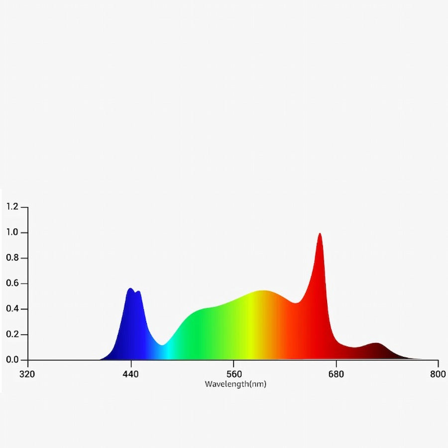 GML Tarantula Torch 730