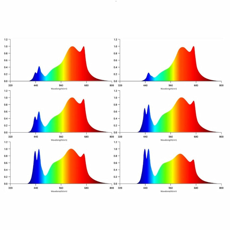 GML Tarantula Voyager