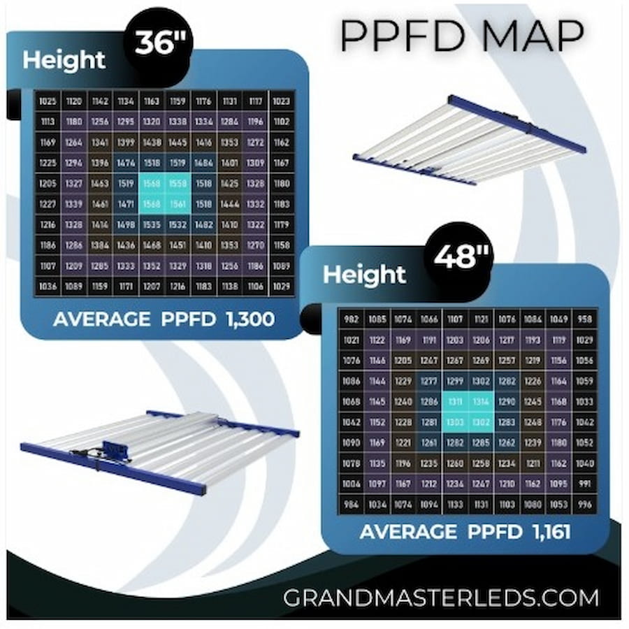 GML Tarantula Voyager