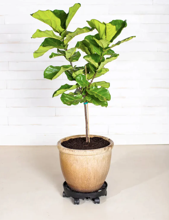 GreenStalk Ultimate Spinner With Wheel Kit