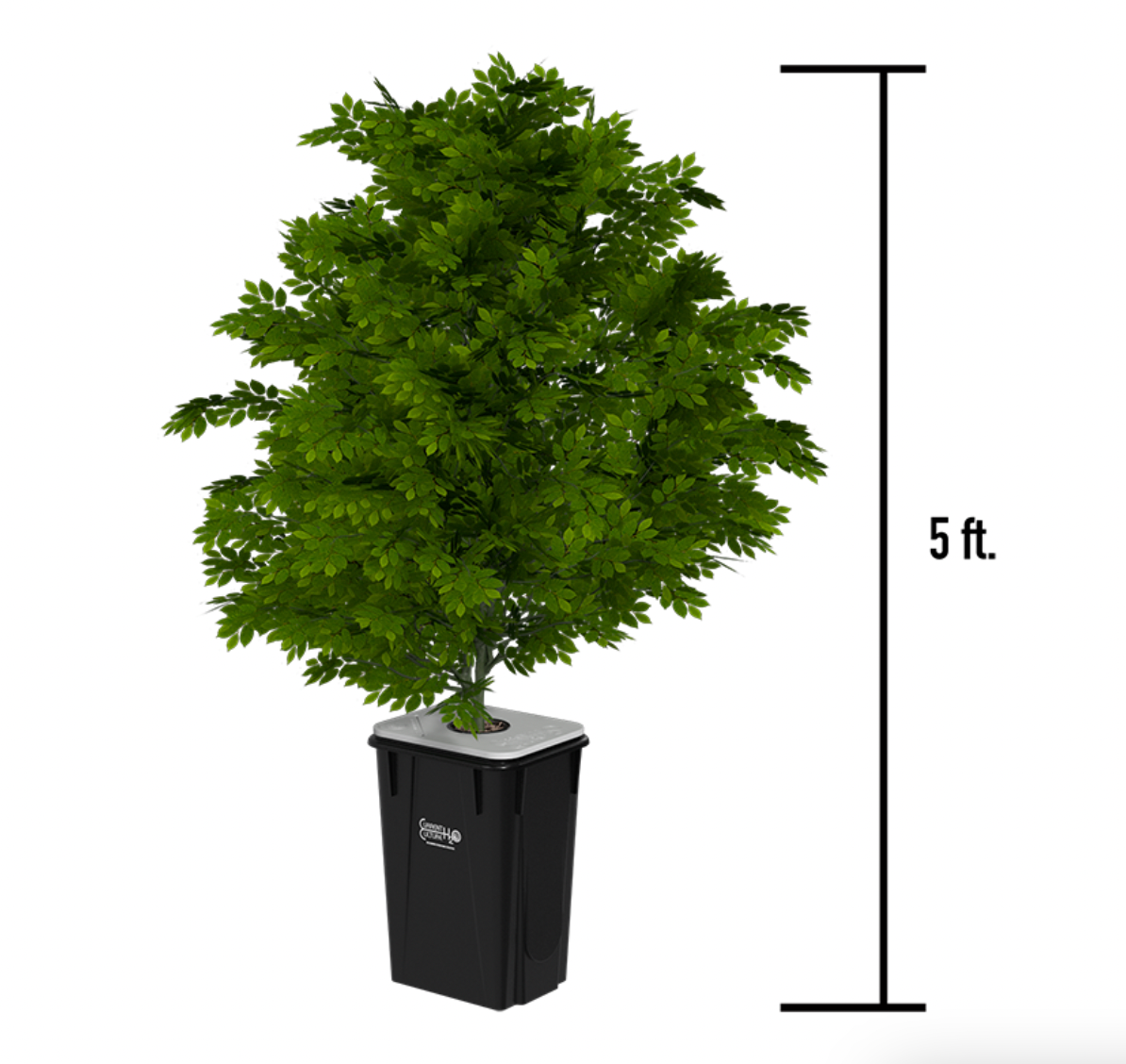 Current Culture H2O Under Current XL/13