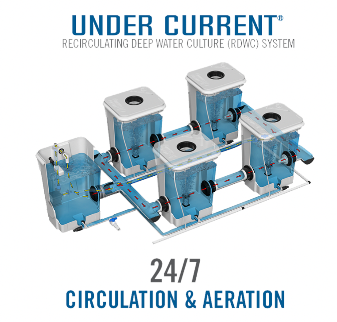 Current Culture Under Current Double Barrel XL/13