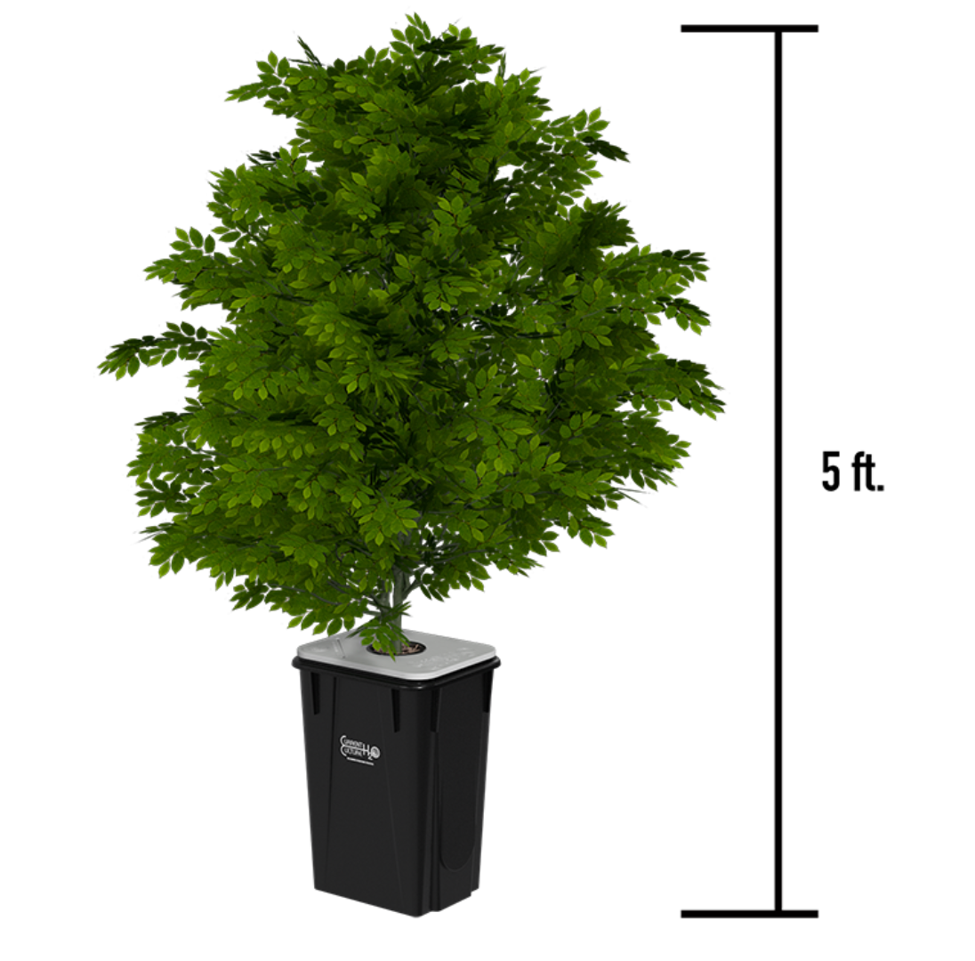 Current Culture Under Current Double Barrel XL/13