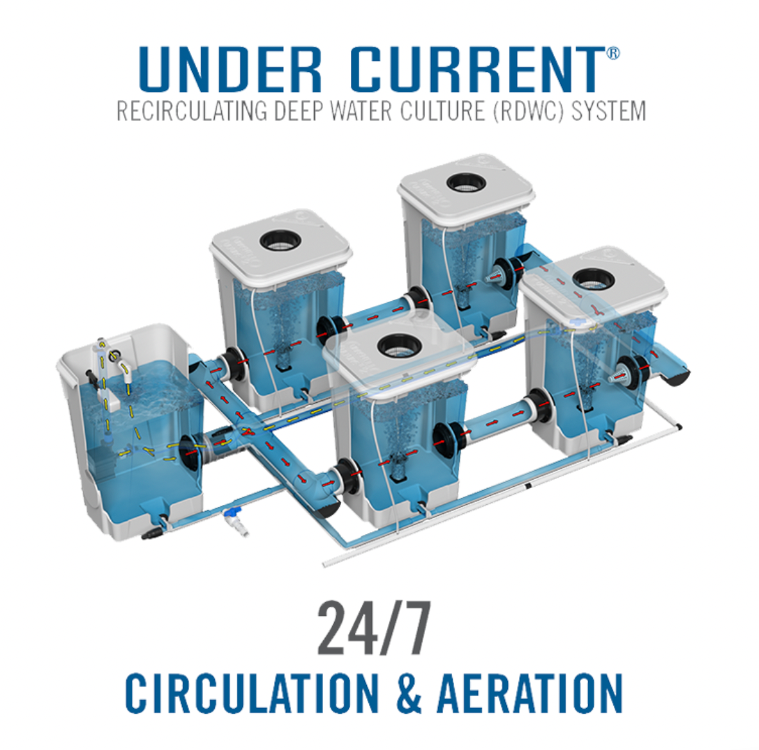 Current Culture Under Current Double Barrel XXL 13