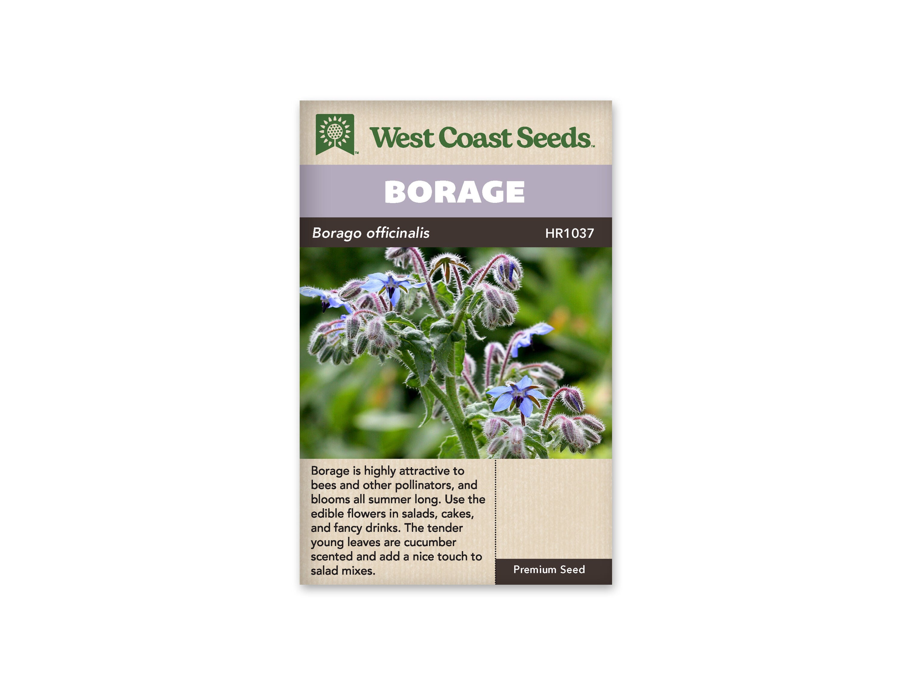 Product Image:Borage Seeds