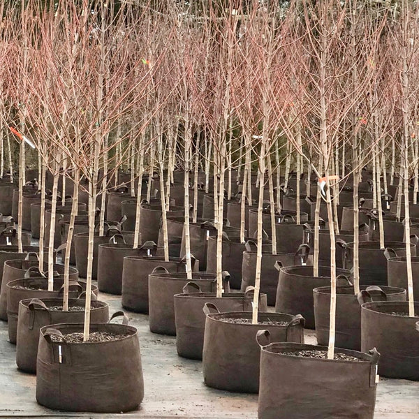 Root Pouch Brown Fabric Grow Bag with Handles - 15 Gallon