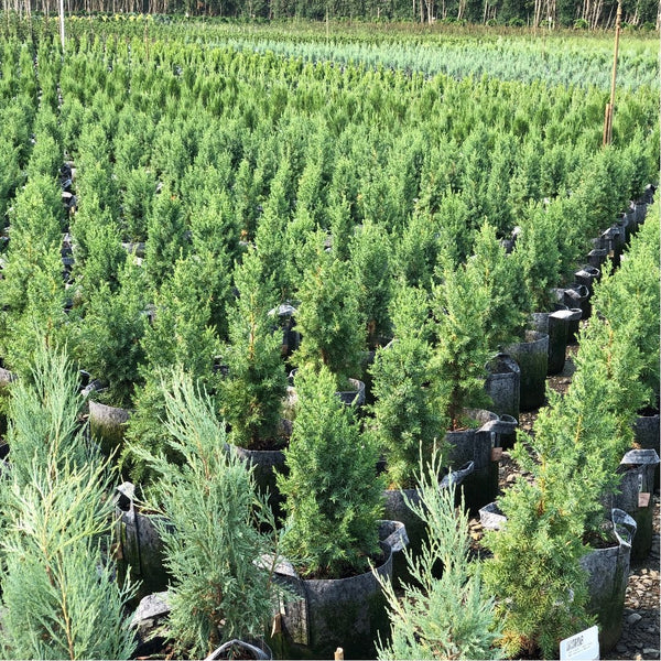 Root Pouch Grey Grow Bag - 1 Gallon