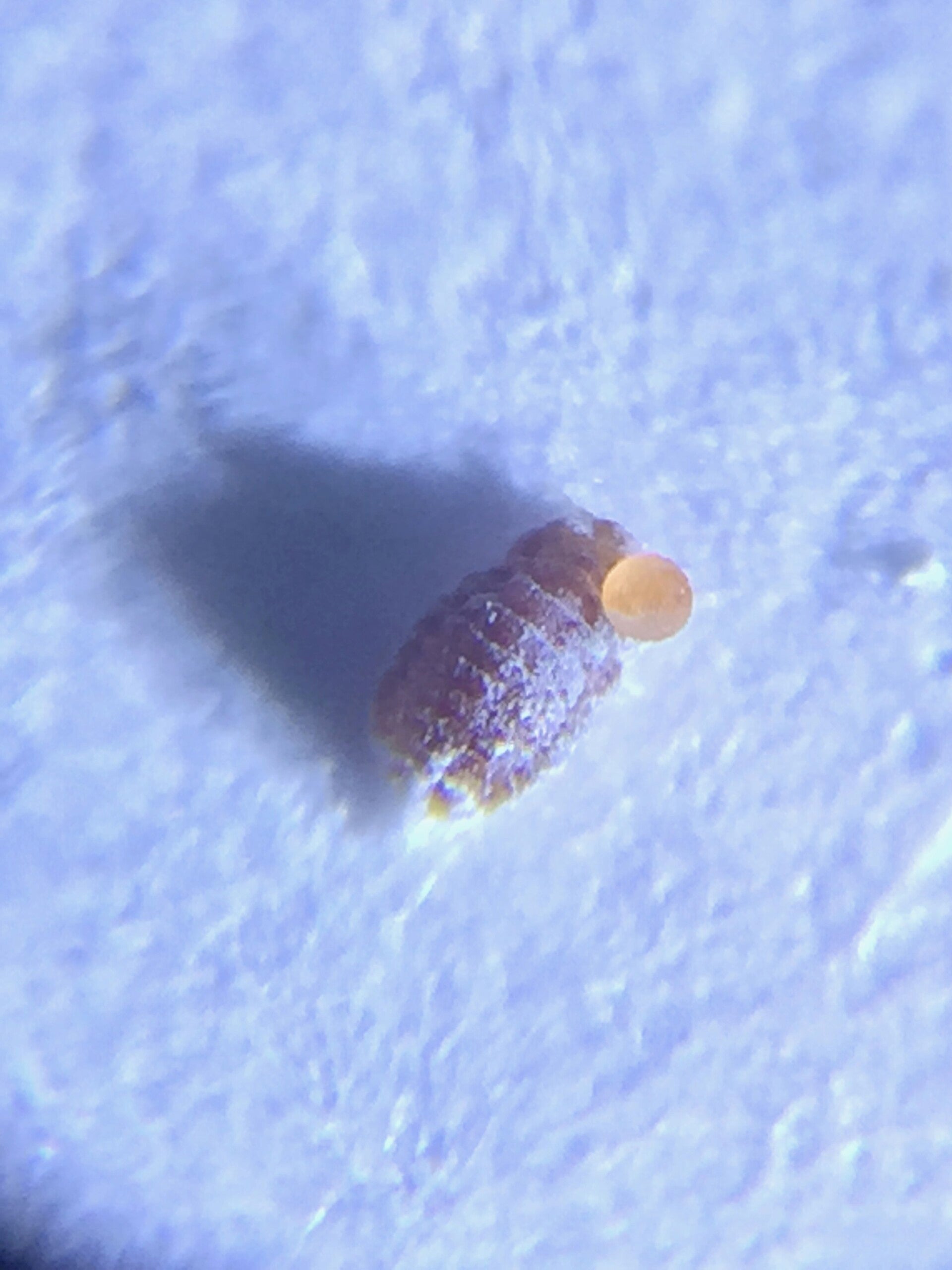 Active Eye Universal Phone Microscope 60x with clamp-canada-grow-supplies 3