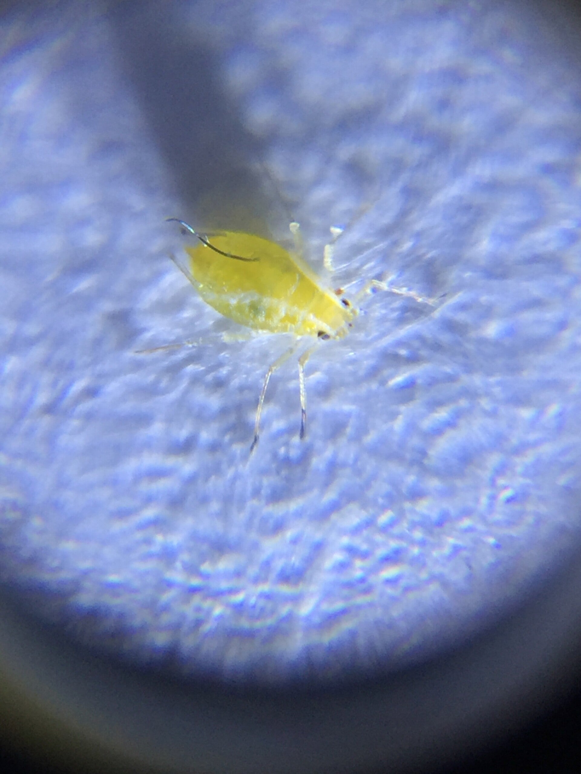 Active Eye Universal Phone Microscope 60x with clamp-canada-grow-supplies 4