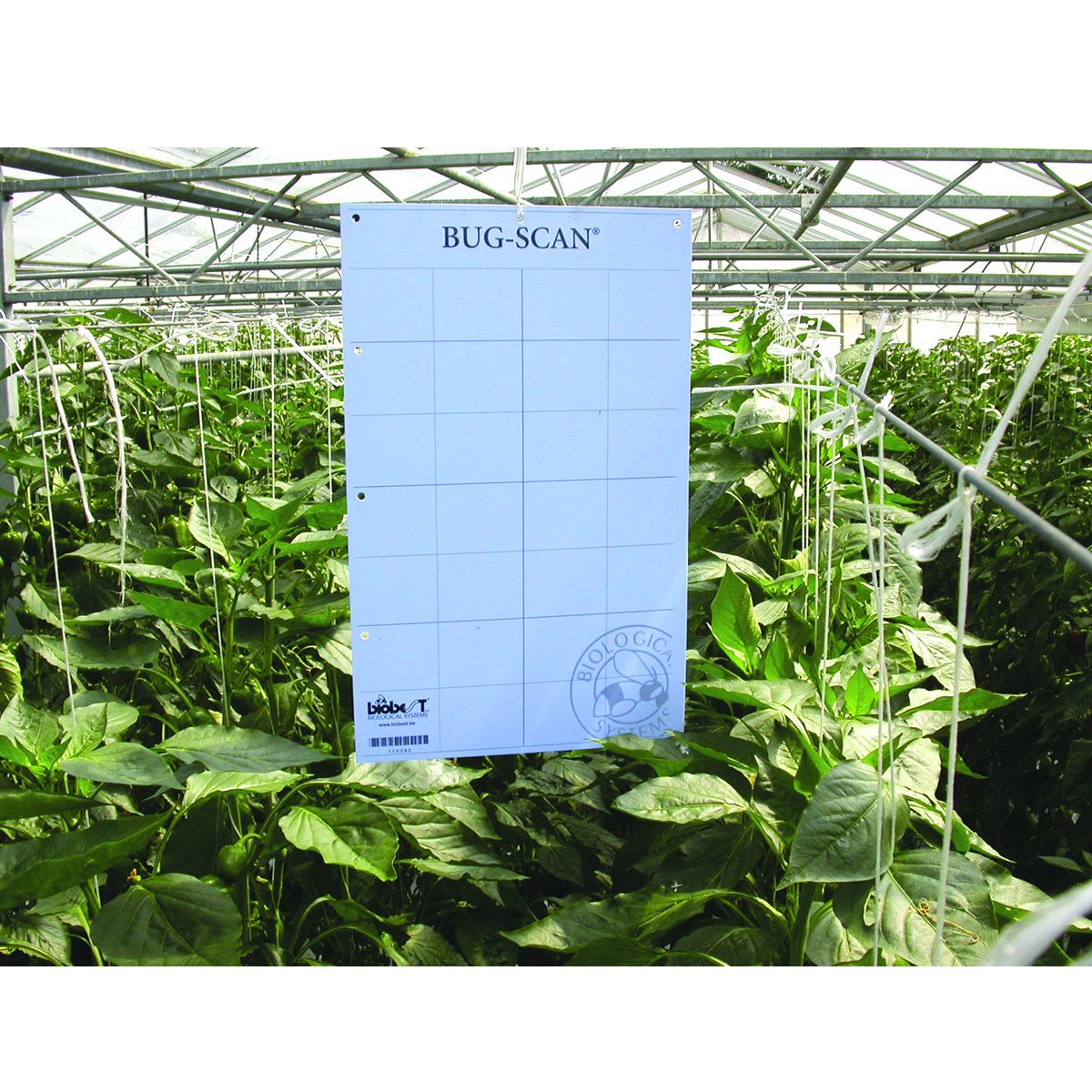 Product Secondary Image:Piège autocollant Bug-Scan bleu pour thrips / mineuses (10 / paquet)