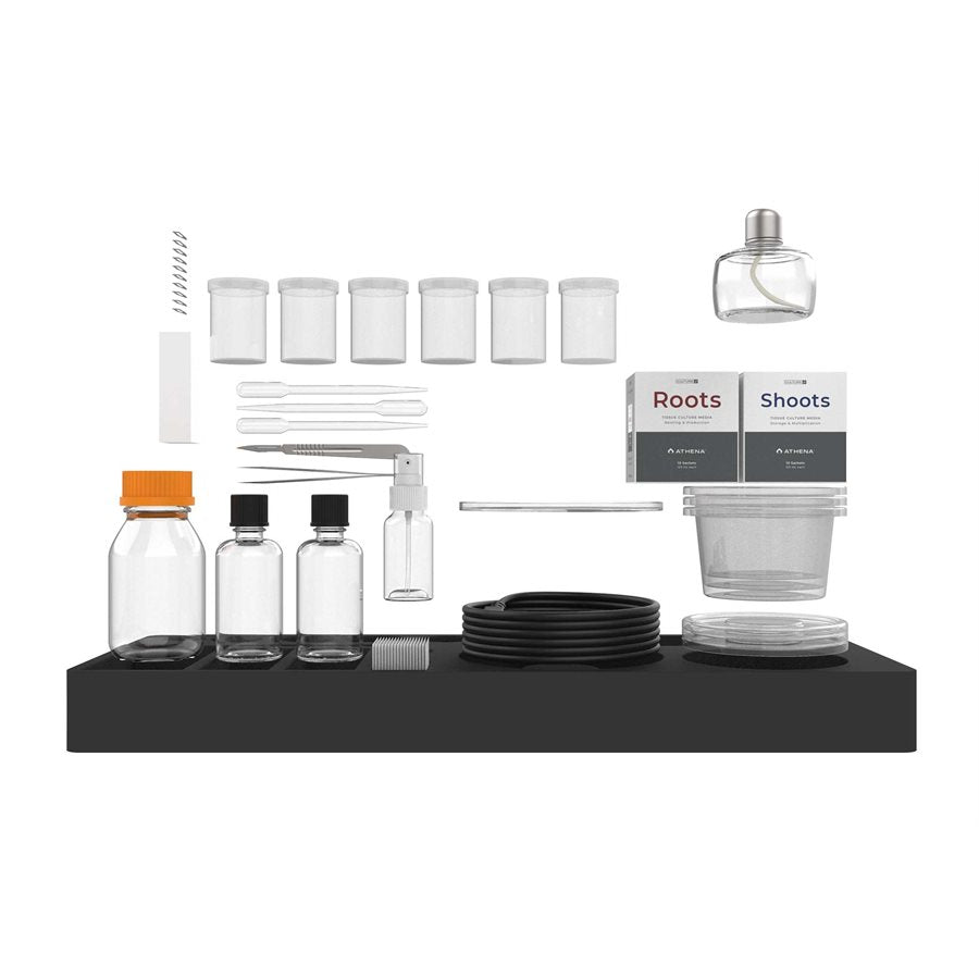 Athena Bloom A (4-0-5) 4L