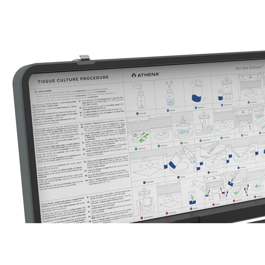 Athena Bloom A (4-0-5) 4L