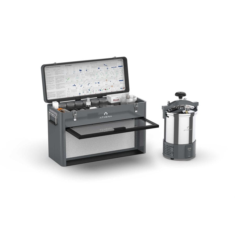 Athena Bloom A (4-0-5) 4L