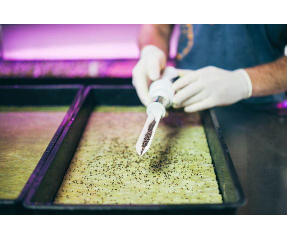 Product Secondary Image:Grodan Cress Plate 10'' X 20'' (box of 95)