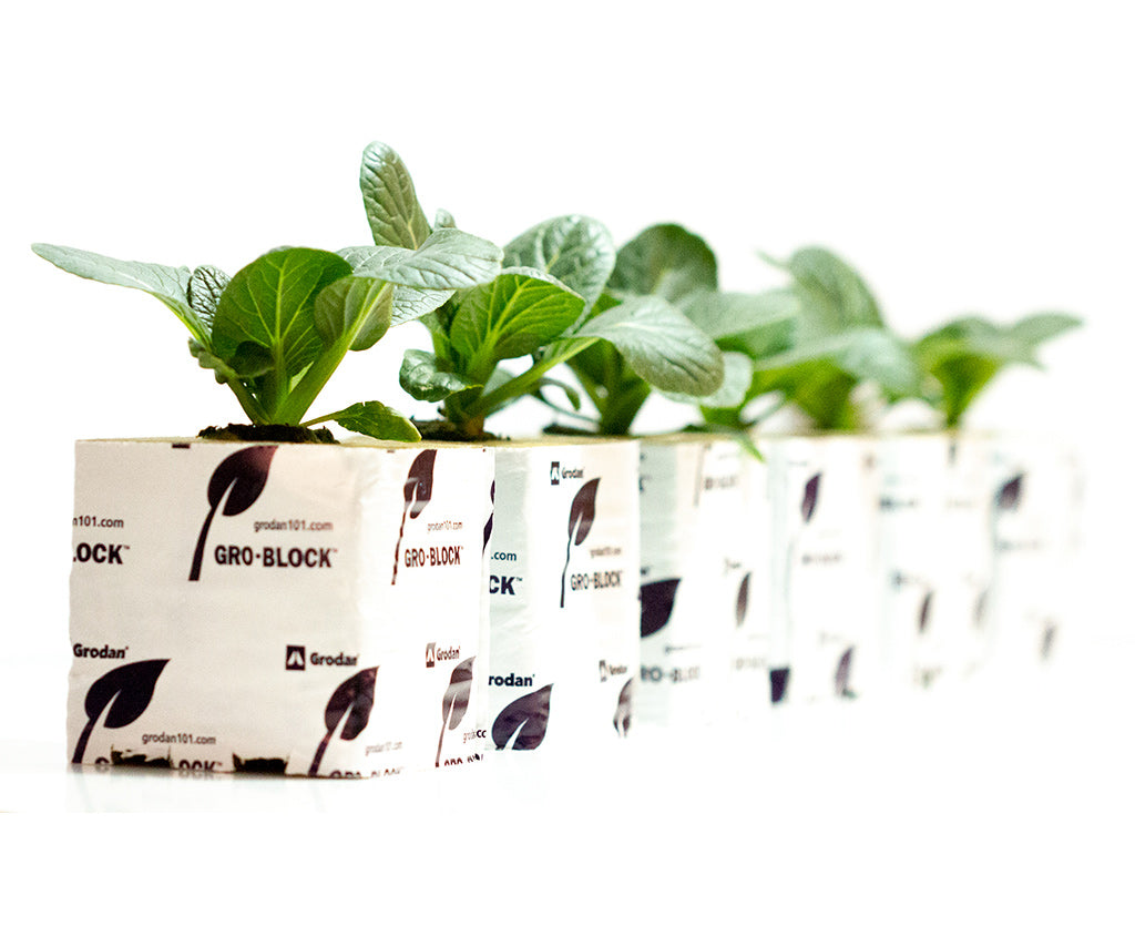 Grodan Gro-Block Imp. GR10 Lrg (4x4x4) 1584 Loose on Plt