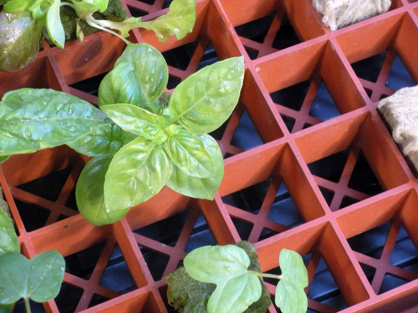 Grodan Gro-Smart Trays-78 Cells (1 CAR = 5 Trays)