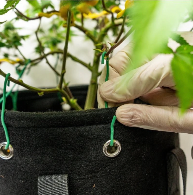 BUDTRAINER BudPots LST Grow Bags (3 Gallons)