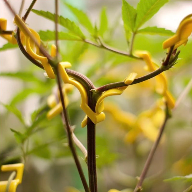 Attache souple pour jardin Hydrofarm