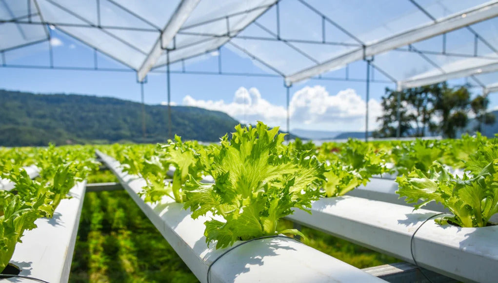 7 Easy Steps To Start A Hydroponics System