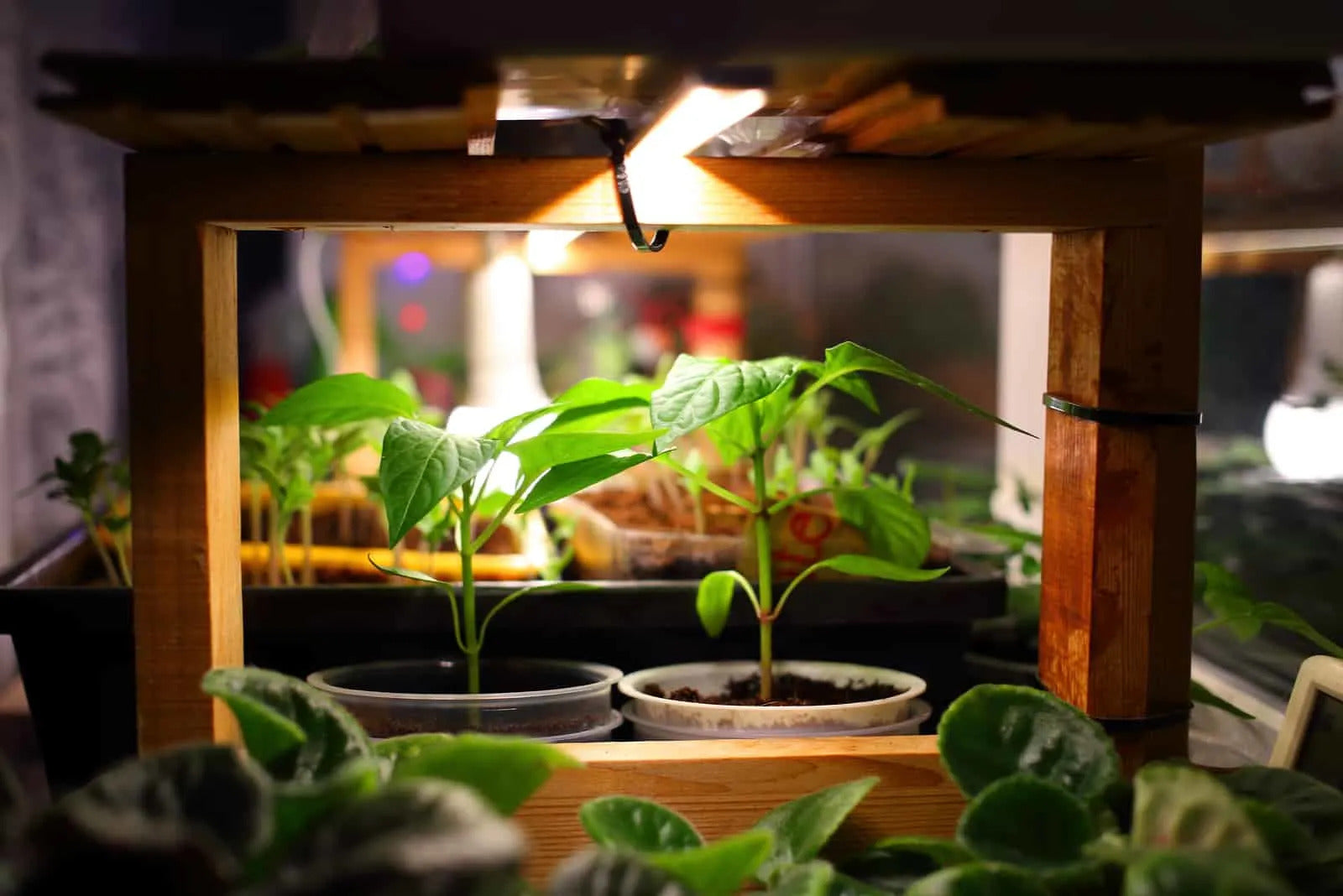 Can Grow Lights Burn Plants?