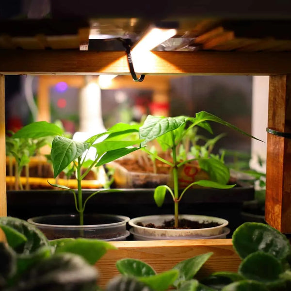 Can Grow Lights Burn Plants?
