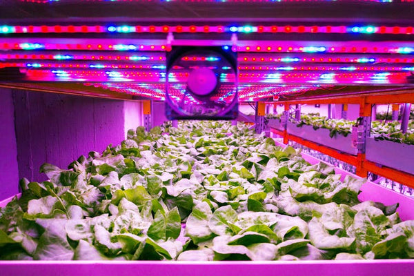 Can Plants Grow In Artificial Light?