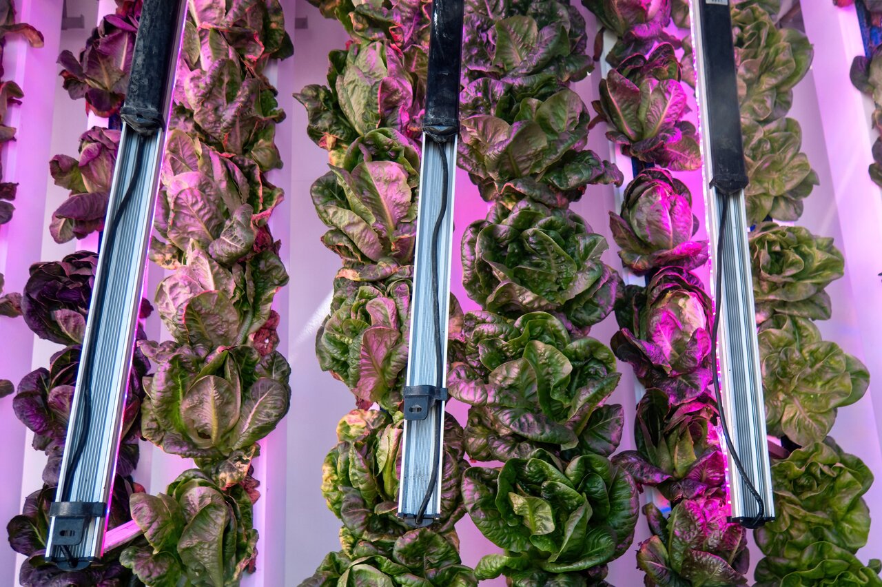 Can I Use Normal Led Lights To Grow Plants Indoors?
