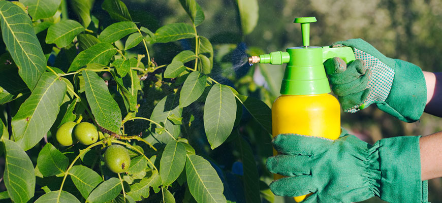 Do You Rinse Off Insecticidal Soap On Plants?