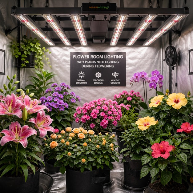 Flower Room Lighting: Why Plants Need Light in Flowering
