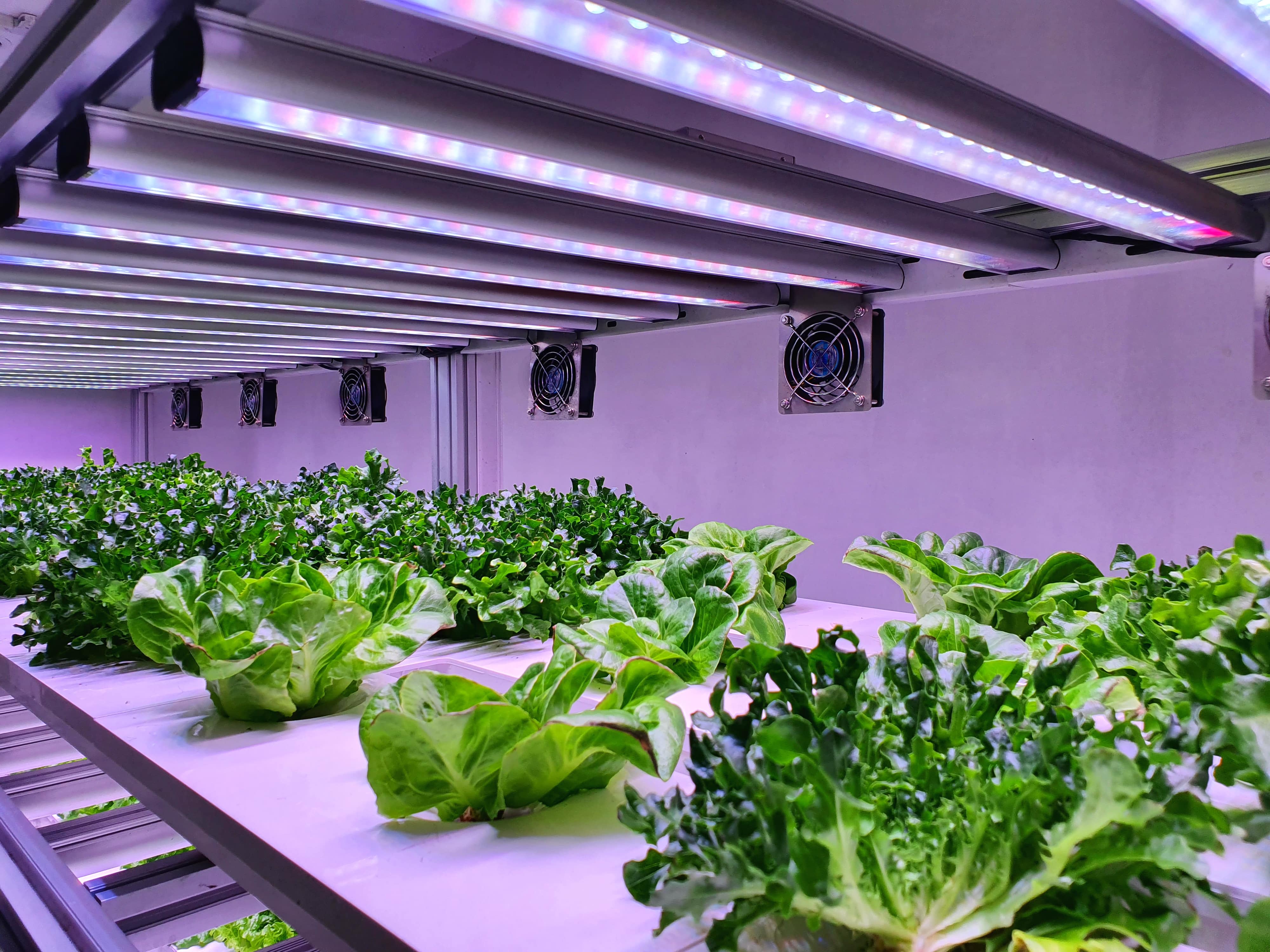 How Far Should LED Grow Lights Be From Plants?