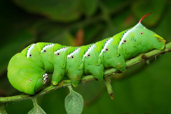 Hornworms: How To Prevent and Get Rid Of Them