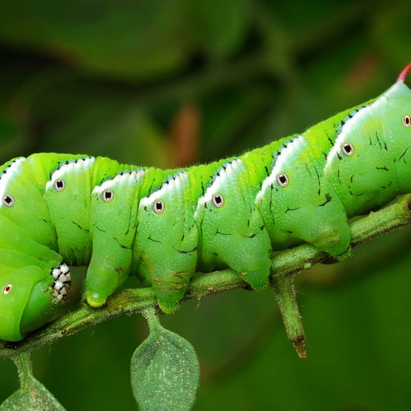 how to get rid of tobacco worms Tomato Hornworm: Learn Coexist With This Beneficial Pollinator! 8 Best Ways To Get