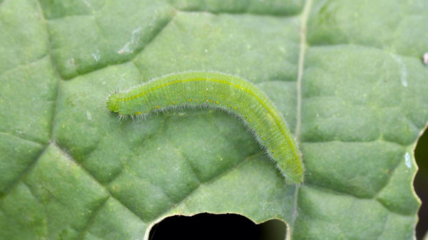 How To Get Rid Of Cabbage Worms