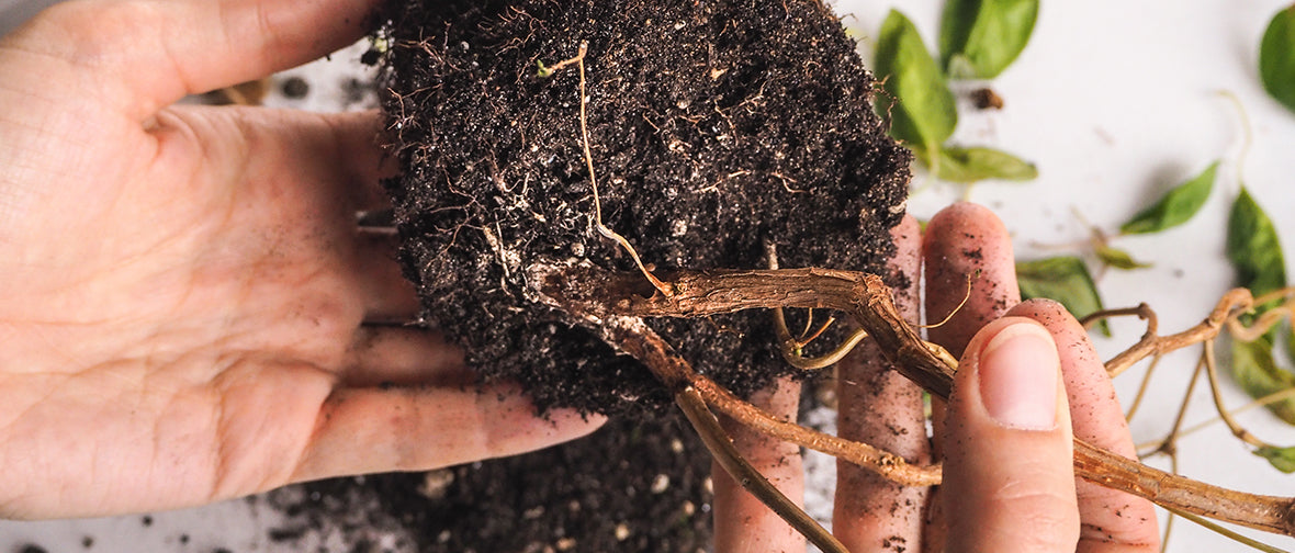 How To Get Rid Of Root Rot