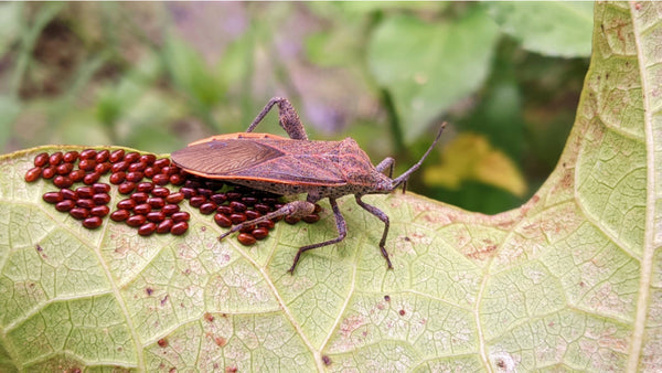 How To Get Rid Of Squash Bugs