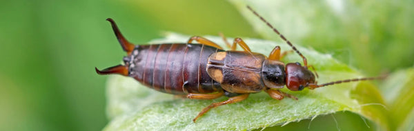 How To Get Rid of Earwigs on Plants