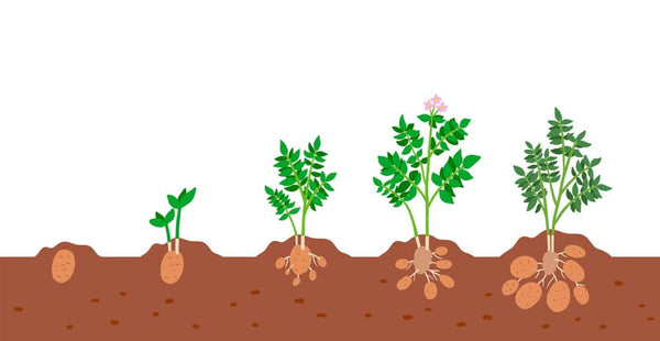 How To Grow A Potato Plant