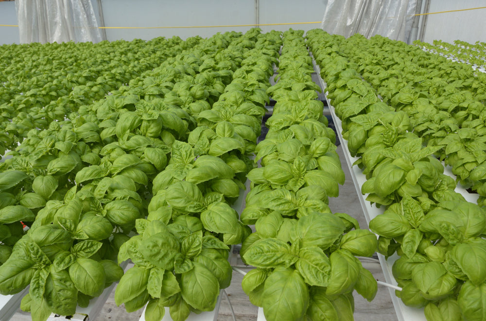 How To Grow Hydroponic Basil