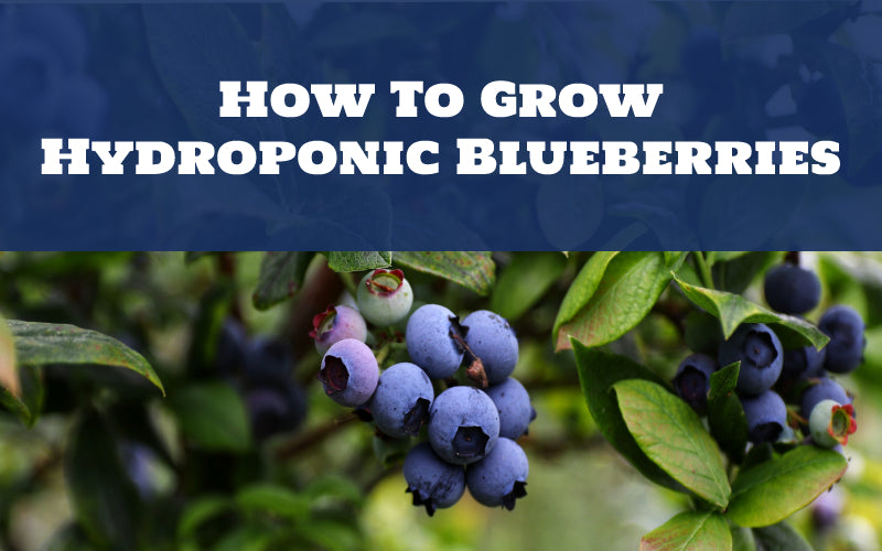 How To Grow Hydroponic Blueberries