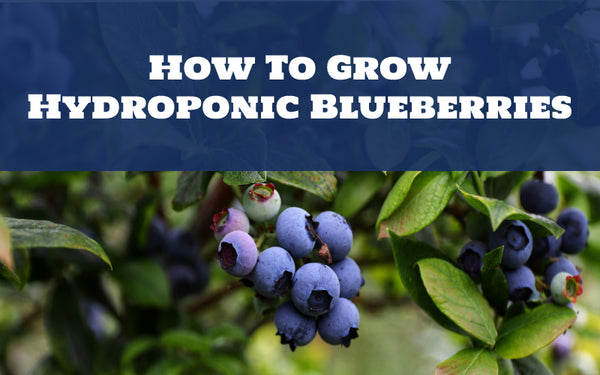 How To Grow Hydroponic Blueberries