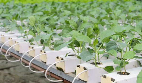 How To Grow Hydroponic Broccoli