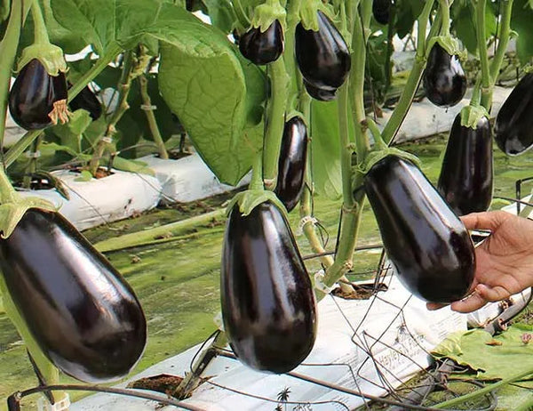 How To Grow Hydroponic Eggplant