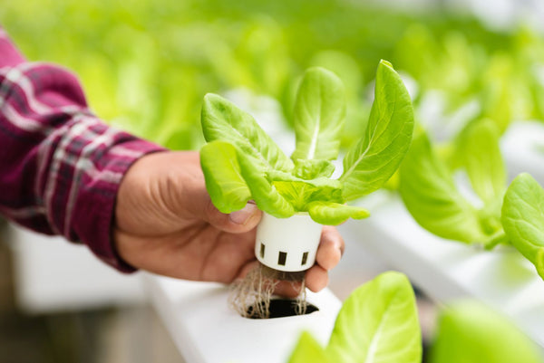 How To Grow Hydroponic Lettuce