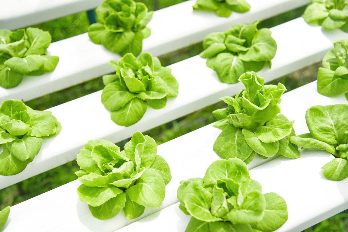 How To Grow Hydroponic Plants