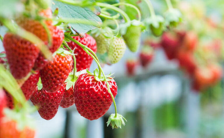 How To Grow Hydroponic Strawberries