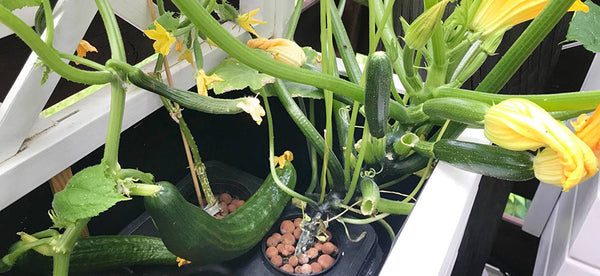 How To Grow Hydroponic Zucchini