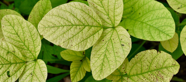 How To Identify Phosphorus Nutrient Deficiency In Plants